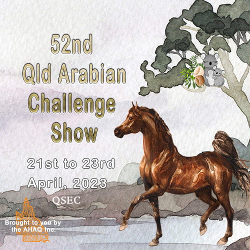 52nd Qld Arabian Challenge Show 2023 at QSEC